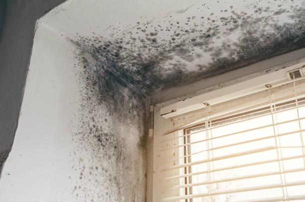 Affordable Basement Mold Removal solutions in Little Silver, NJ